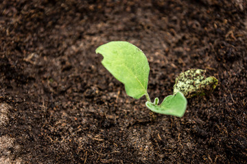 Young eggplant growing in spring garden.