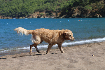 Golden retriever breed dog running on the beach and having fun.