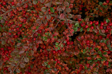 Red berries on bush
