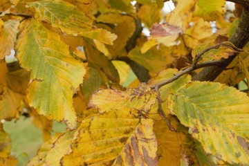 Coloured leaves in autumn