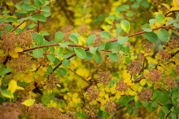 Autumn leaves and colours