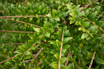 Green natural leaves/bush