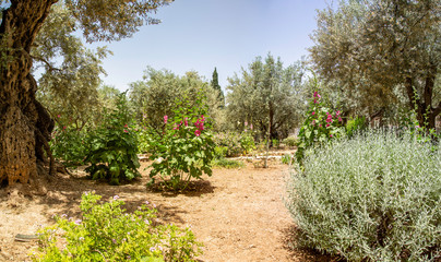 Fototapeta na wymiar Olive trees in Gethsemane