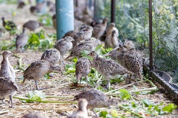 five weeks old pheasants on the farm