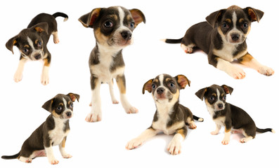 Chihuahua puppy dog collection isolated on white background