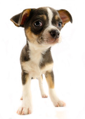 Chihuahua puppy dog isolated on white background
