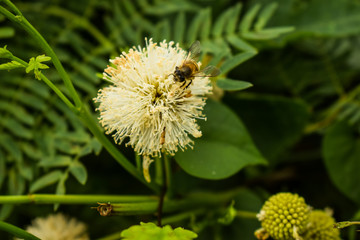 flowers bee