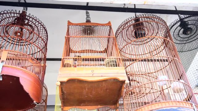 The bird jumping (flip or summersault) on his birdcage. Funny and sad animal