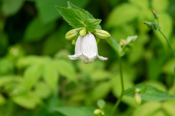 白いホタルブクロの花　麻機遊水地　静岡