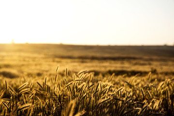 Golden spikes at sunrise.