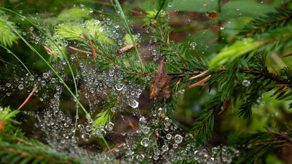 Plant with net in the middle of an old forest