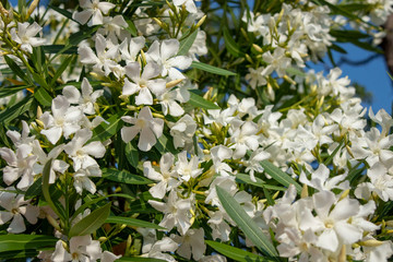 夾竹桃の白い花