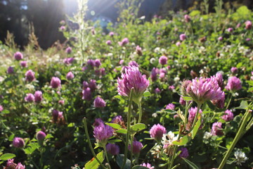 flowers in the garden