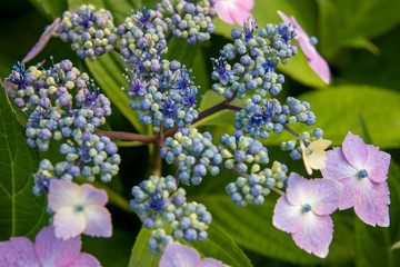 青色の紫陽花