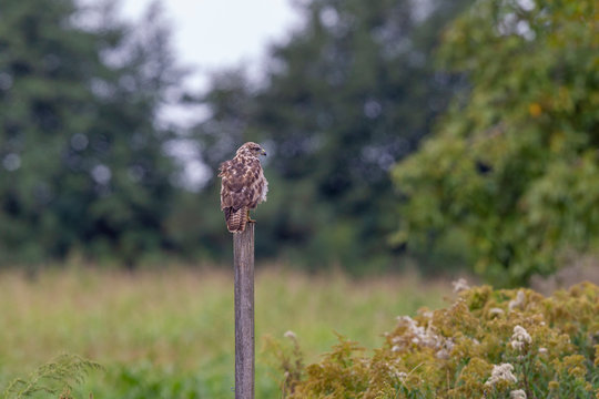 Ein Adlerbussard auf einem Zaunpfahl bei der jagd bei starkem hitzeflimmern.
