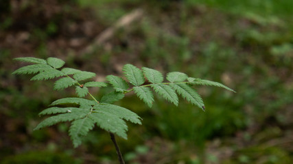 twig of a plant in the middle of an old forest