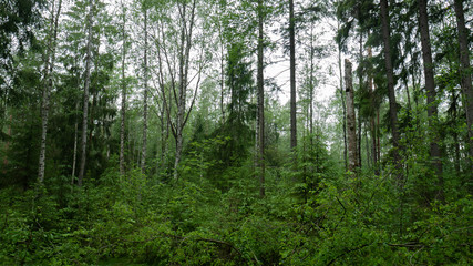 Fototapeta premium Old forest with trees and green plants