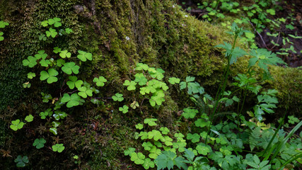 Fototapeta premium twig of a clover in the middle of an old forest