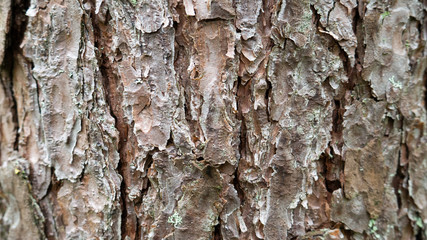old tree bark. can be used as a template