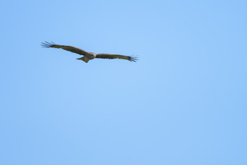 Black kite flying in front of a blue sky