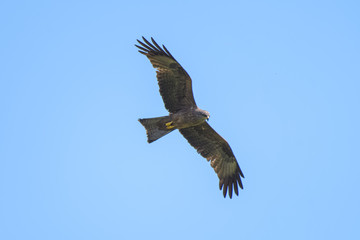 Fototapeta premium Black kite flying in front of a blue sky