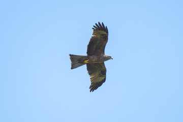 Obraz premium Black kite flying in front of a blue sky