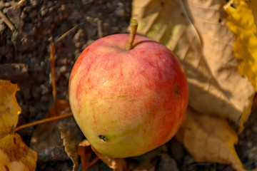 An Apple fallen from a tree, lying in the grass on yellow leaves.