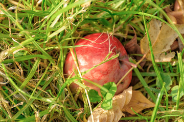 An Apple fallen from a tree, lying in the grass.