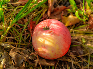 An Apple fallen from a tree, lying in the grass.