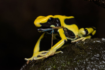 Dyeing poison dart frog 
