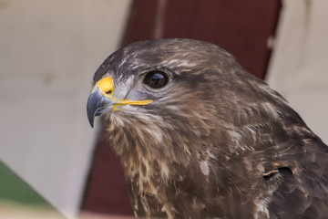 Closeup portrait of a european buzzard sitting in front of a house