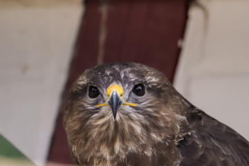 Closeup portrait of a european buzzard sitting in front of a house