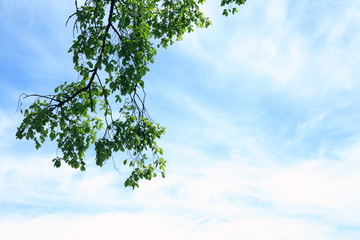 Green Leaves In Sky