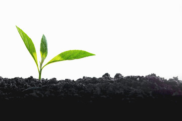 Plant growth on white background soil