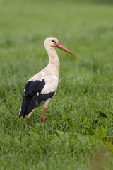 European white stork looking for prey in a meadow