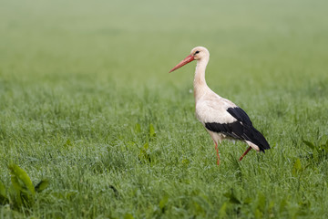 Obraz na płótnie Canvas European white stork looking for prey in a meadow