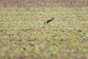 European lapwing in a field