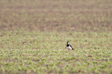 European lapwing in a field