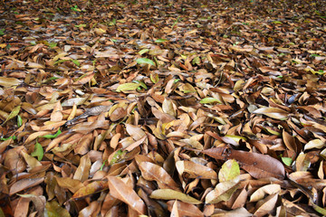 autumn leaves on the ground