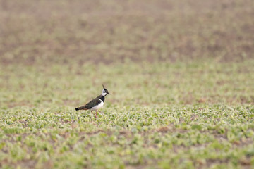 European lapwing in a field