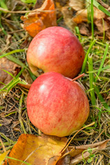 An Apple fallen from a tree, lying in the grass.
