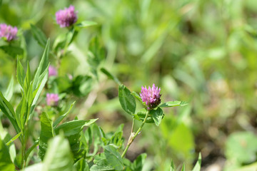 Pink clover flowers on a summer meadow close up