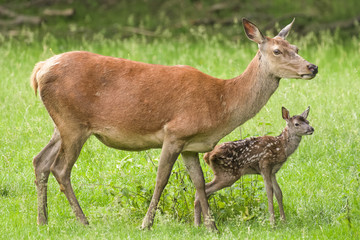Naklejka na ściany i meble Red deer doe with her fawn