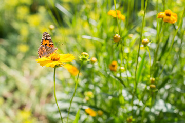 Batterfly on a yellow flowers at sunny summer day.