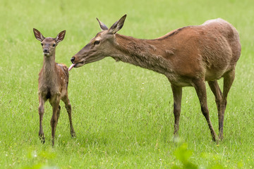 Red deer doe with her fawn