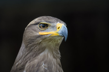 Closeup portrait of a steppe eagle