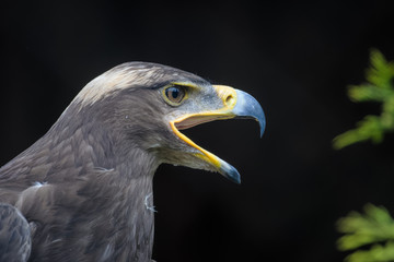 Closeup portrait of a steppe eagle