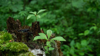 twig of a plant in the middle of an old forest