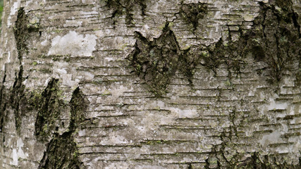 old tree bark. can be used as a template