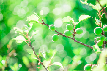 ripening green apricots on apricot tree with green leaves lit with the sunlight on green background